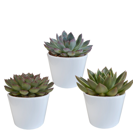 Echeveria-Mix 10,5 cm - 3x - in witte pot