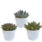 Echeveria-Mix 10,5 cm - 3x - in witte pot
