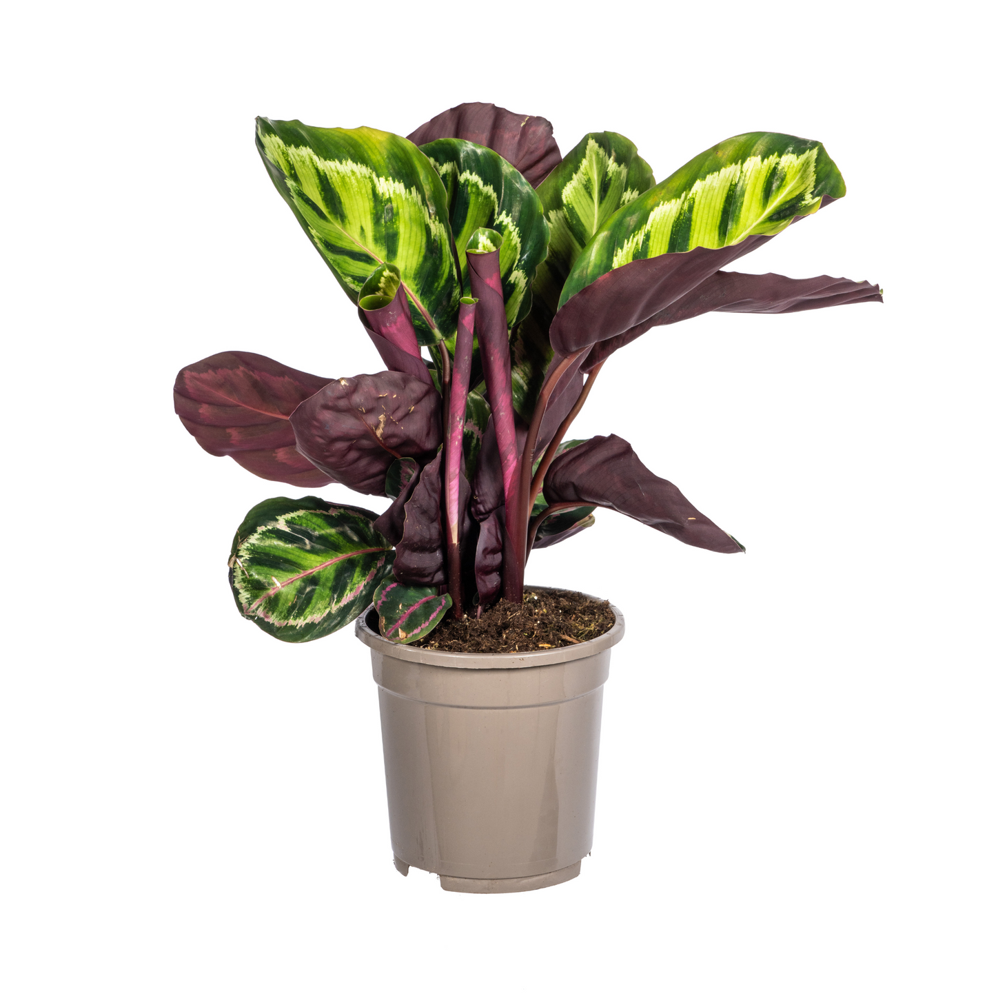 Calathea Roseopicta Ø17cm - ↕40 - 50cm