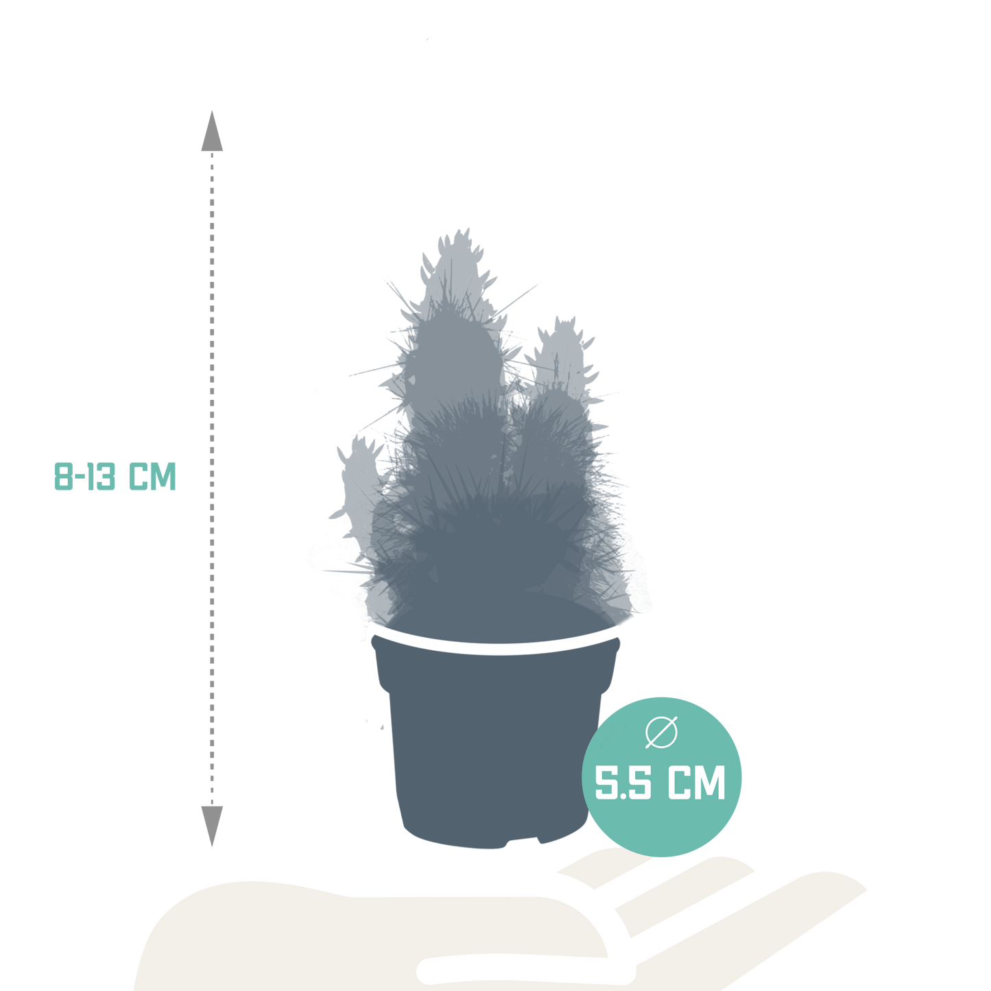 Cactus en vetplanten Mischung 5,5 cm | 15 stück - zonder pot