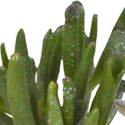 Cactus en vetplanten Mischung 5,5 cm | 15 stück - in witte pot