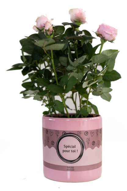 Rosa Light Pink In P&PURE "SPECIAL POUR TOI" Verpakking - Ø12cm - ↕30cm