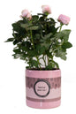 Rosa Light Pink In P&PURE "SPECIAL POUR TOI" Verpakking - Ø12cm - ↕30cm