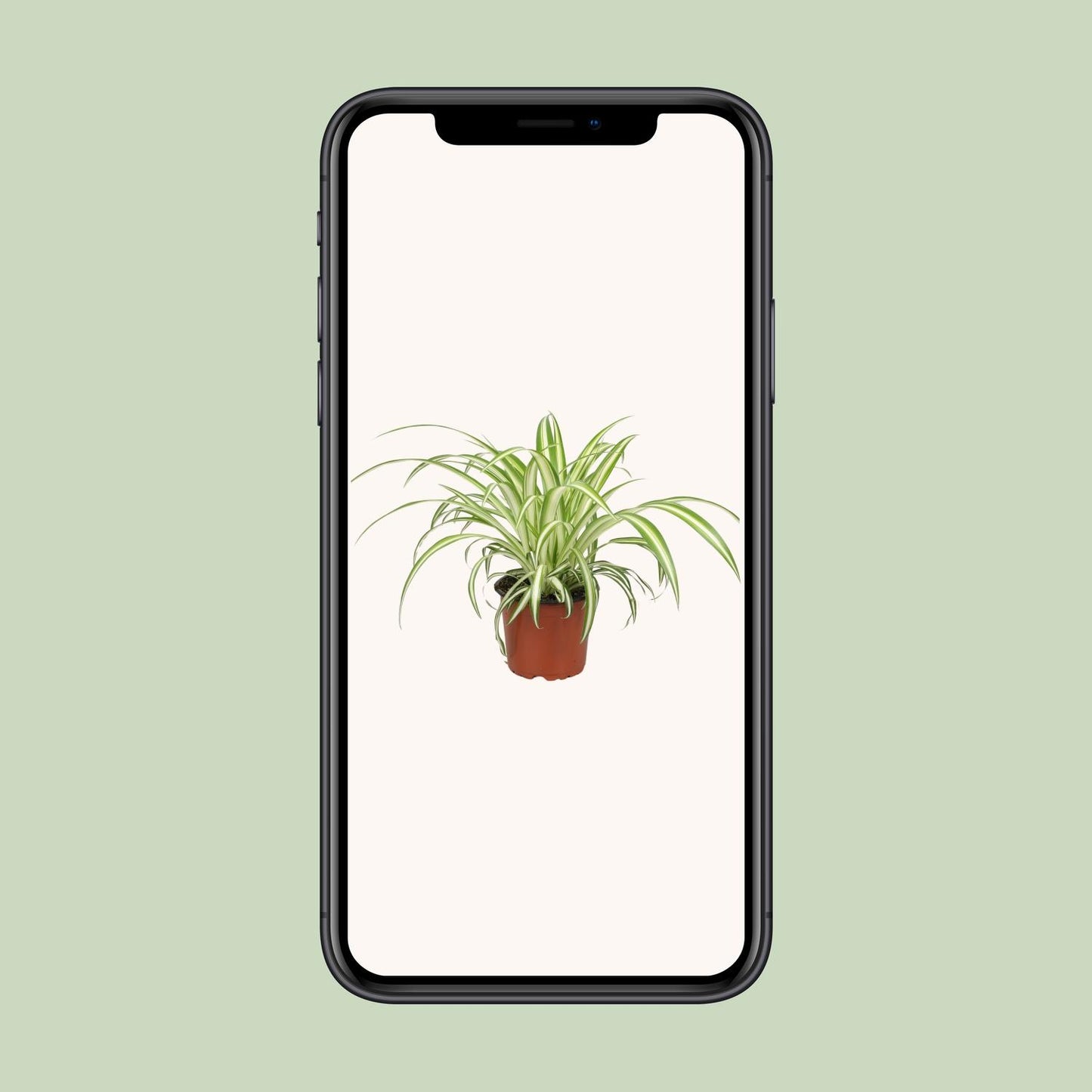 Chlorophytum - Ø12cm - ↕25cm