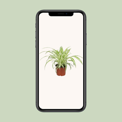 Chlorophytum - Ø12cm - ↕25cm