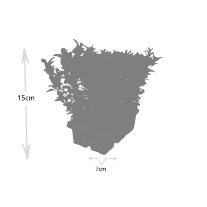 2 x 6er-Pack Euonymus 'Green Spire' – Ø 7 cm – ↨ 15 cm