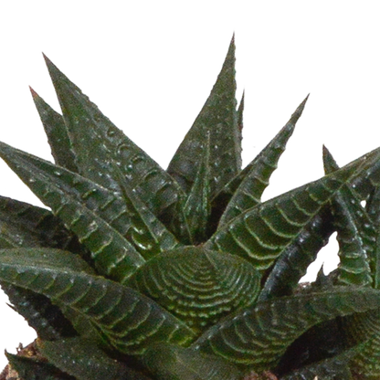 Gasteria/Haworthia-Mischung 8,5cm - 3x - in witte pot