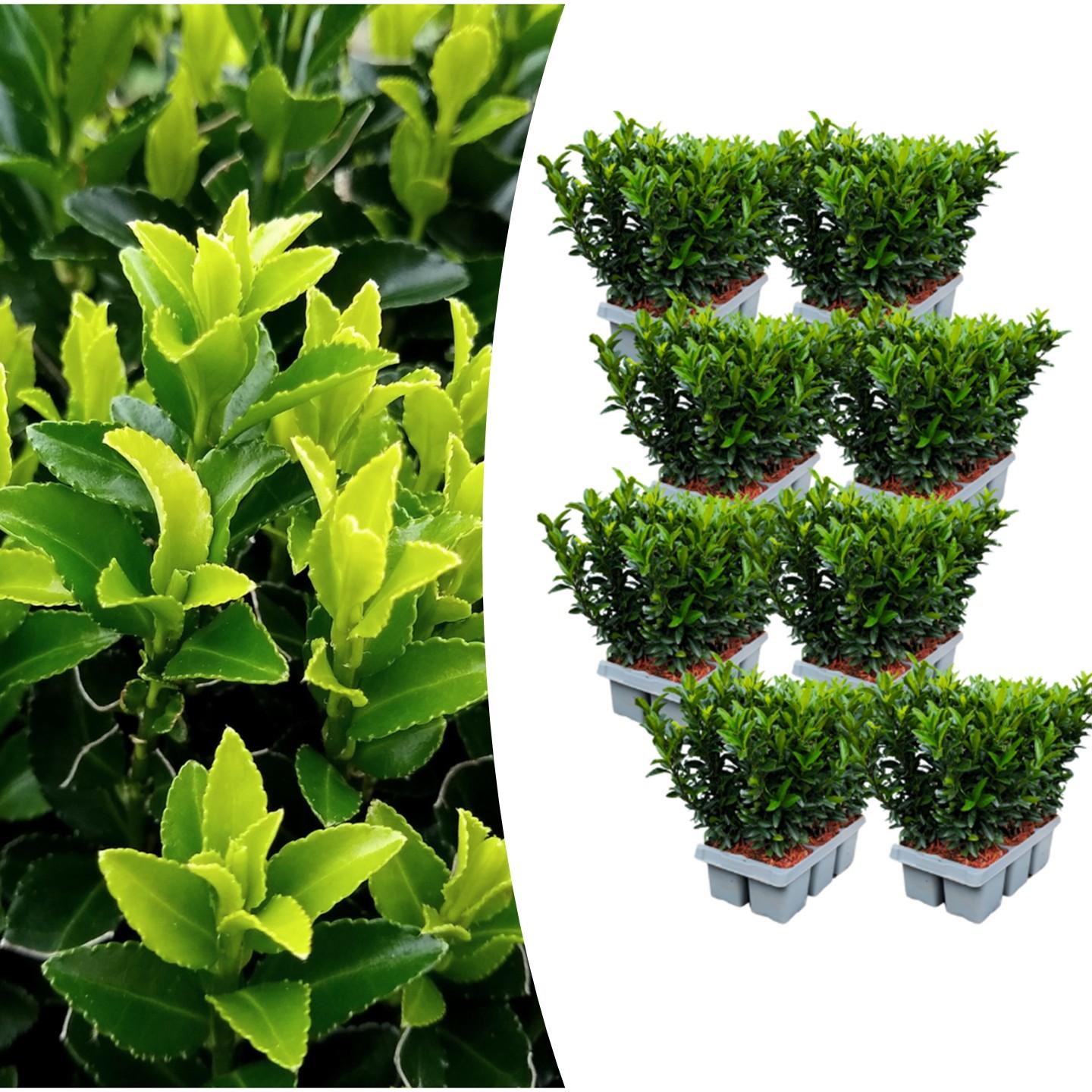8 x 6er-Pack Euonymus 'Green Spire' – Ø 7 cm – ↨ 15 cm