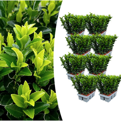8 x 6er-Pack Euonymus 'Green Spire' – Ø 7 cm – ↨ 15 cm