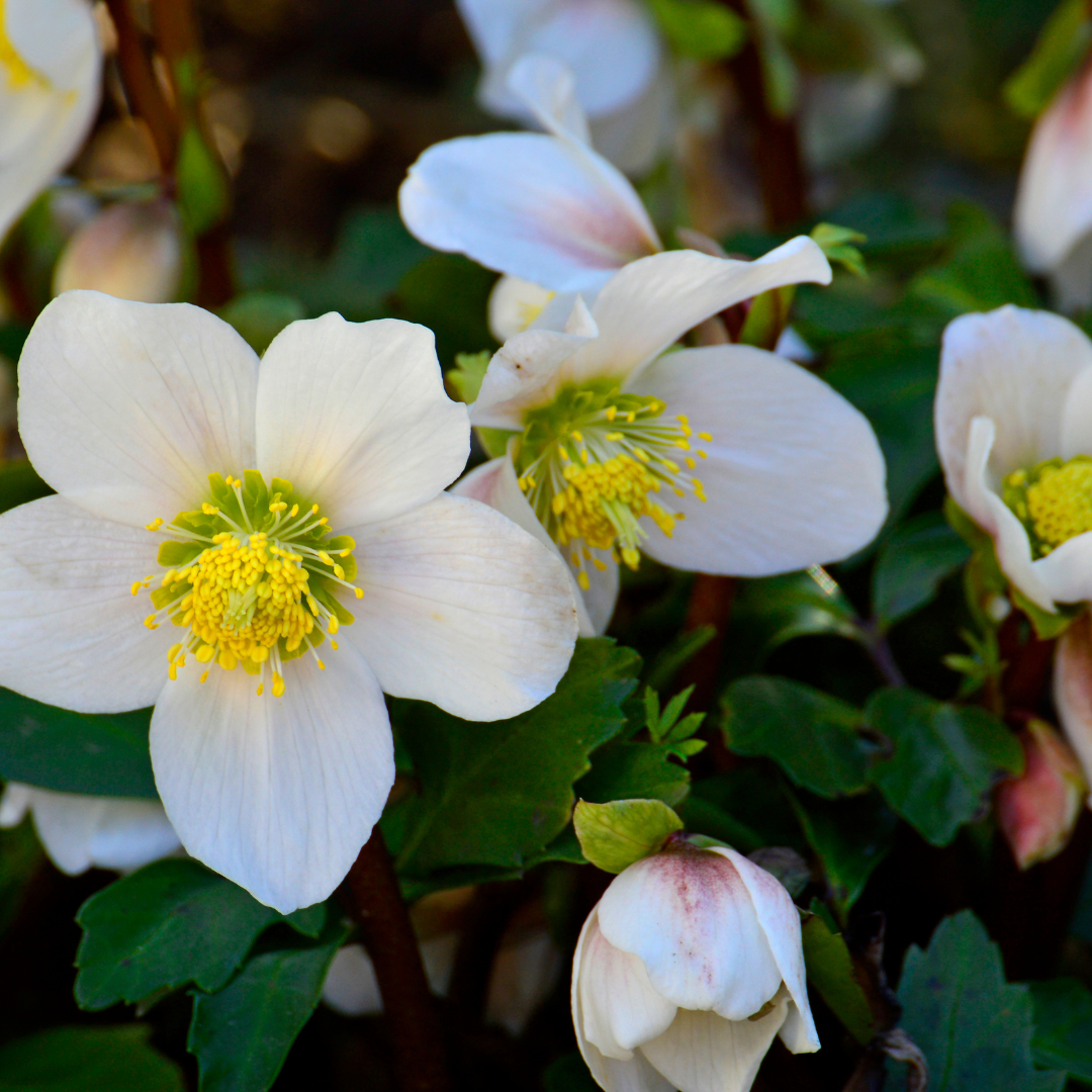 Helleborus niger ‘Christmas Carol’ – 12 Christrosen im Set (2 x Sixpack)