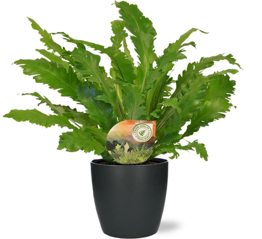 Asplenium Campio - Ø17cm - ↕50cm + Pot Brussels D18x17cm - Anthrazit