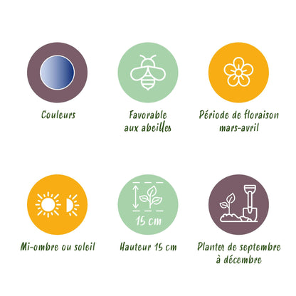 GreenboutiQ - Blumenzwiebeln - Scilla Siberica - Bulbs Hardy Perennial - Farbe Lila - 50 Stück - Zwiebelgröße 7/8 - XXL Pack