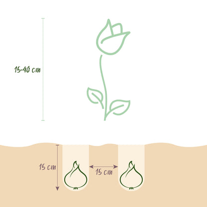 GreenboutiQ - Blumenzwiebeln - Zwiebeln aus Holland - Bulbs Hardy Perennial - Verschiedene Farben - 125 Stück - Geschenkverpackung