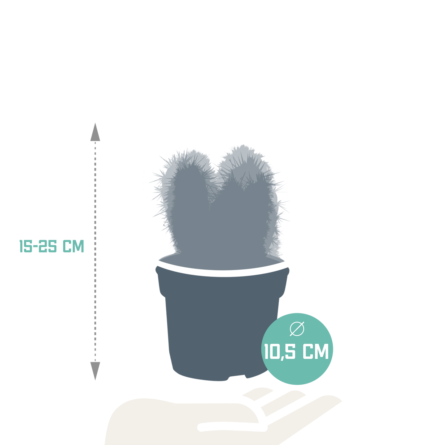Cereus-Mischung 10,5 cm - 3x - zonder pot