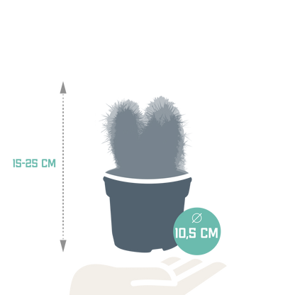 Cereus-Mischung 10,5 cm - 3x - zonder pot