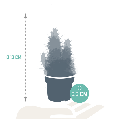 Kakteenmischung 5,5 cm - 5x - zonder pot