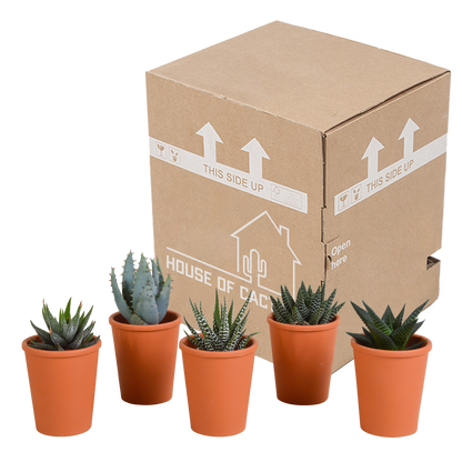 Gasteria/Haworthia-Mischung 5,5cm - 5x - in terracotta pot