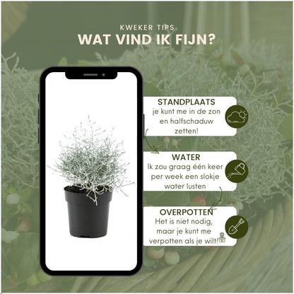 6x Calocephalus' - 10 cm Ø - 15 cm ↕