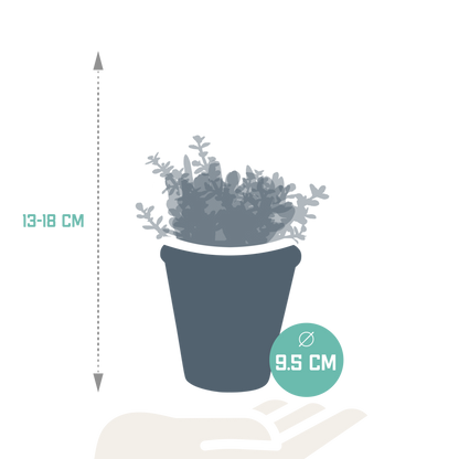 Crassula-Mix 8,5 cm - 3x - in terracotta pot