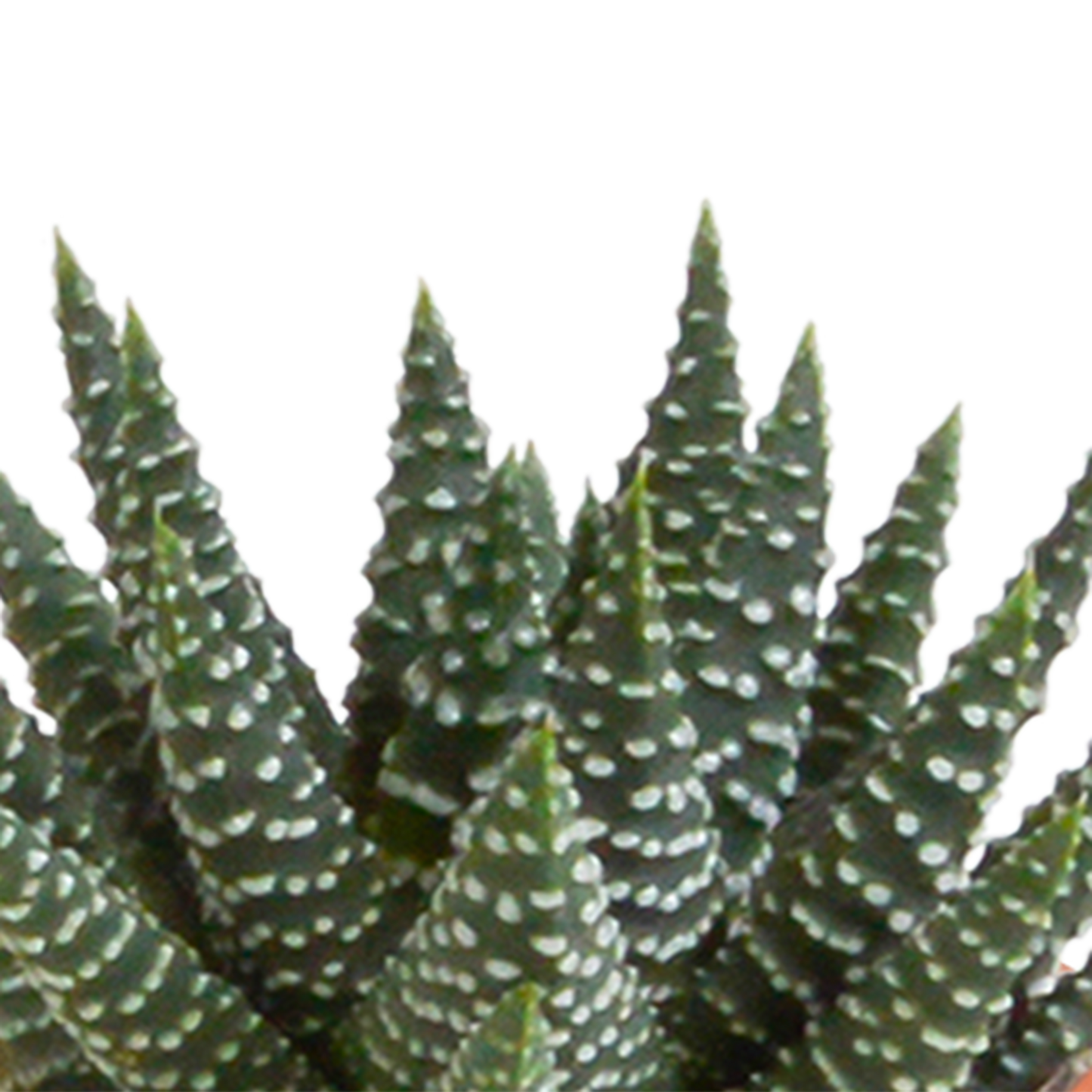 Cactus en vetplanten Mischung 5,5 cm | 15 stück - zonder pot