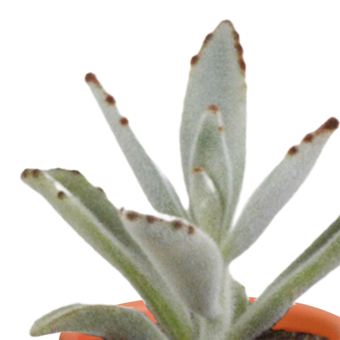 Cactus en vetplanten Mischung 5,5 cm | 15 stück - in terracotta pot