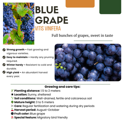 „Früchte-Oase“ BIO Obstpflanzen-Mix – Set mit 5 verschiedenen Sorten