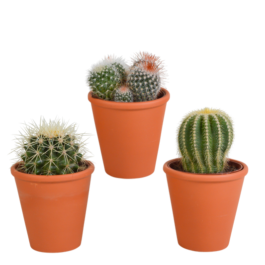 Bolcactus-Mischung 8,5 cm - in terracotta pot