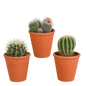 Bolcactus-Mischung 8,5 cm - in terracotta pot