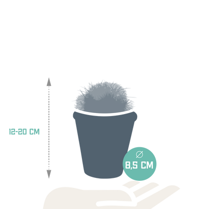 Bolcactus-Mischung 8,5 cm - in terracotta pot