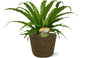 Asplenium Osaka - Ø17cm - ↕40cm + Selin Pot D18x16cm - Schwarz