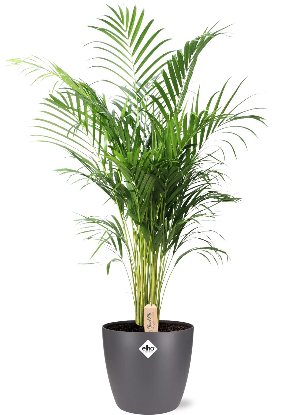Dypsis Lutescens (Areca) - Ø24cm - ↕110cm + Pot Brussels D25x23cm - Anthrazit
