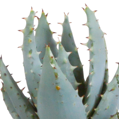 Gasteria/Haworthia-Mischung 5,5cm - 5x - in terracotta pot