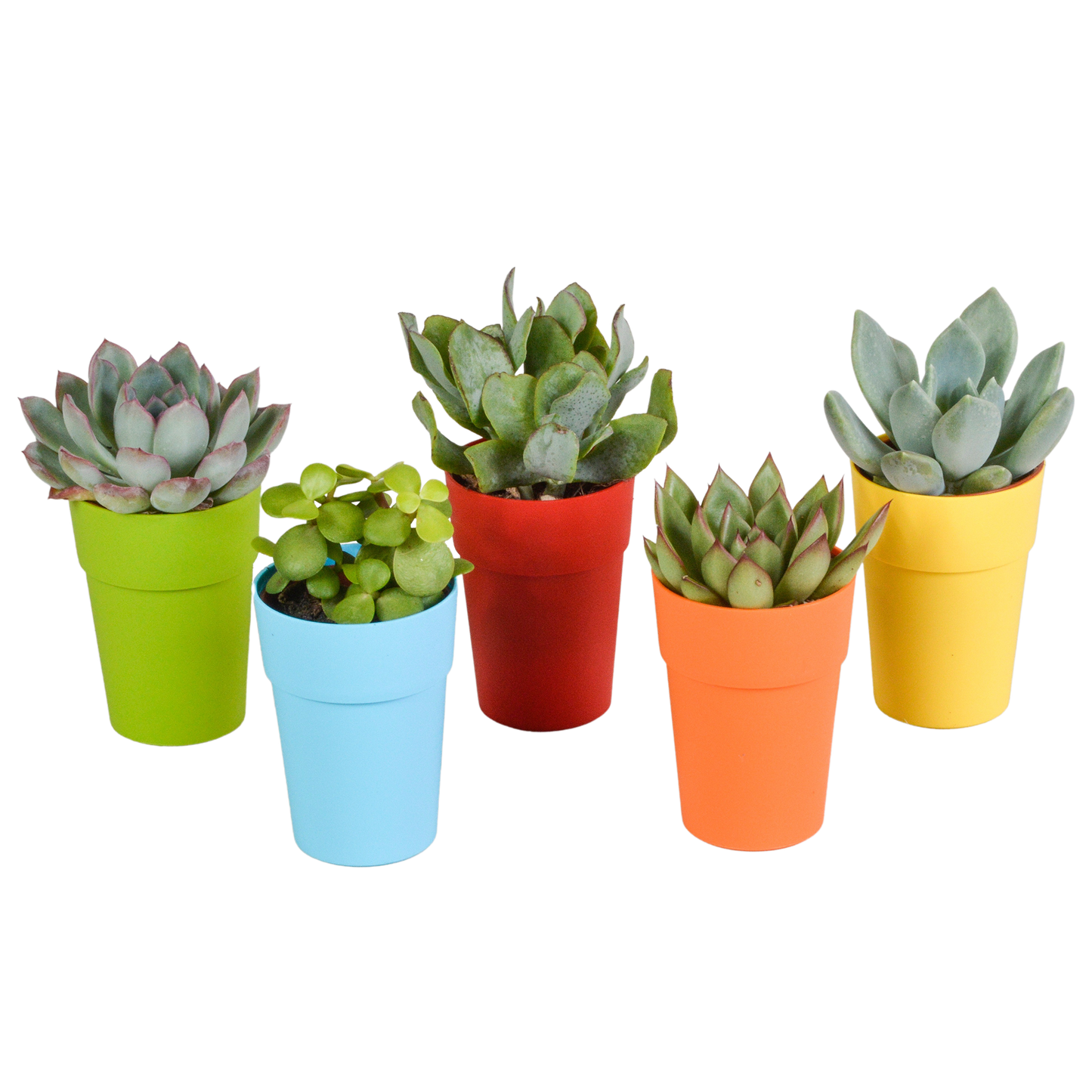 Vetplanten-Mischung 5,5 cm - 5x - in gekleurde plasticpot