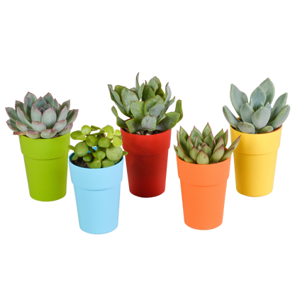 Vetplanten-Mischung 5,5 cm - 5x - in gekleurde plasticpot