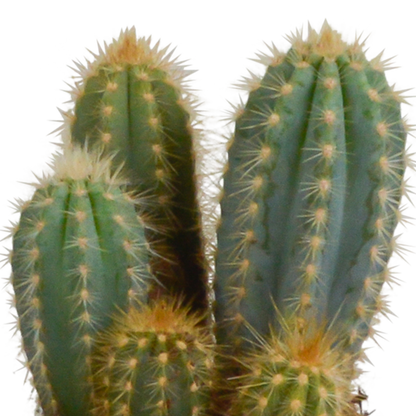Cereus-Mischung 10,5 cm - 3x - in witte pot