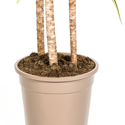 Dracaena Marginata Sunray mit Korb Ø24cm - ↕130 - 150cm