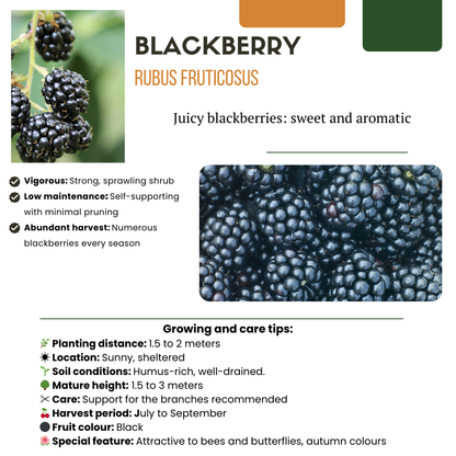 „Süße Ernte Trio“ BIO Obstpflanzen-Mix – Set mit 3 verschiedenen Sorten