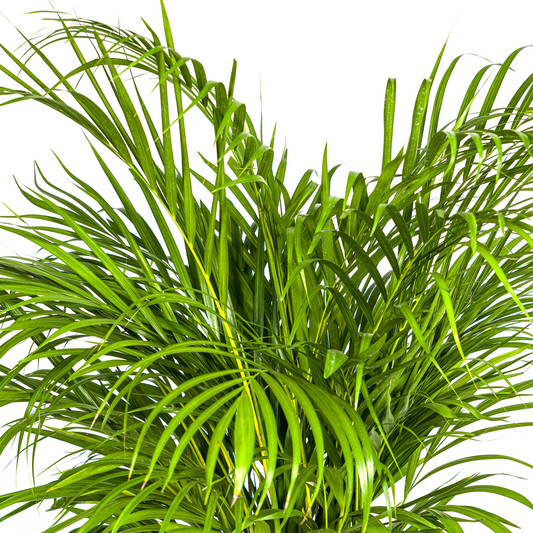 Dypsis Areca Lutescens mit Korb Ø24cm - ↕120 - 140cm