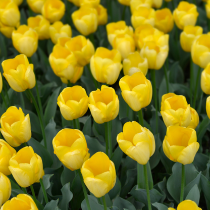 Tulpenbollen Strong Gold – 20 Stuks | KH Bloembollen® | Gele Tulp – Stralend & Krachtig – Voor Tuin of Pot – Maat 11/12 – Vers van de Teler