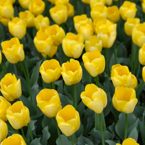 Tulpenbollen Strong Gold – 20 Stuks | KH Bloembollen® | Gele Tulp – Stralend & Krachtig – Voor Tuin of Pot – Maat 11/12 – Vers van de Teler