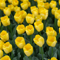 Tulpenbollen Strong Gold – 20 Stuks | KH Bloembollen® | Gele Tulp – Stralend & Krachtig – Voor Tuin of Pot – Maat 11/12 – Vers van de Teler