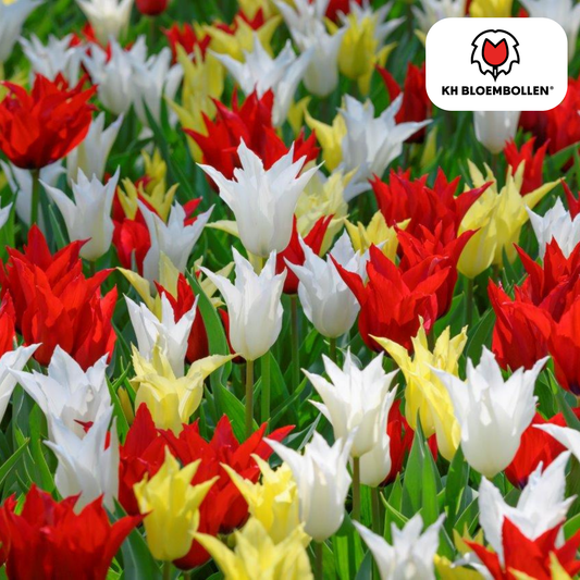 Tulpenbollen Tres Chic Mix – 20 Stuks | KH Bloembollen® | Rood, Geel & Witte Tulpen – Stijlvol, Fris & Kleurrijk – Voor Tuin of Pot – Maat 11/12 – Vers van de Teler