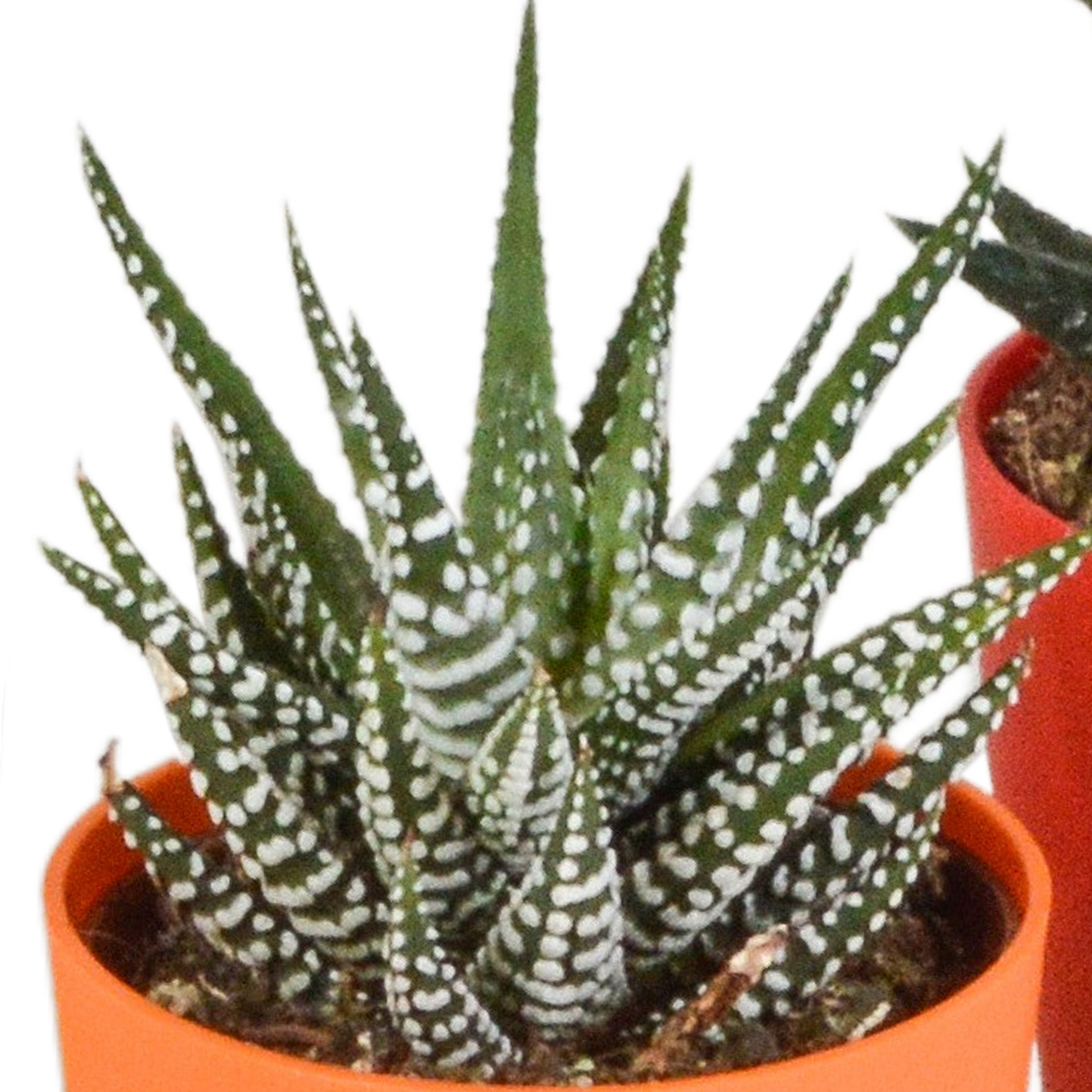 Gasteria/Haworthia-Mischung 5,5cm - 5x - in gekleurde plasticpot