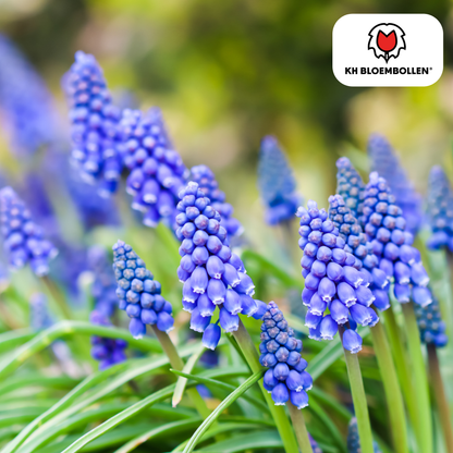 Muscari Bleu Moon 20 stuks