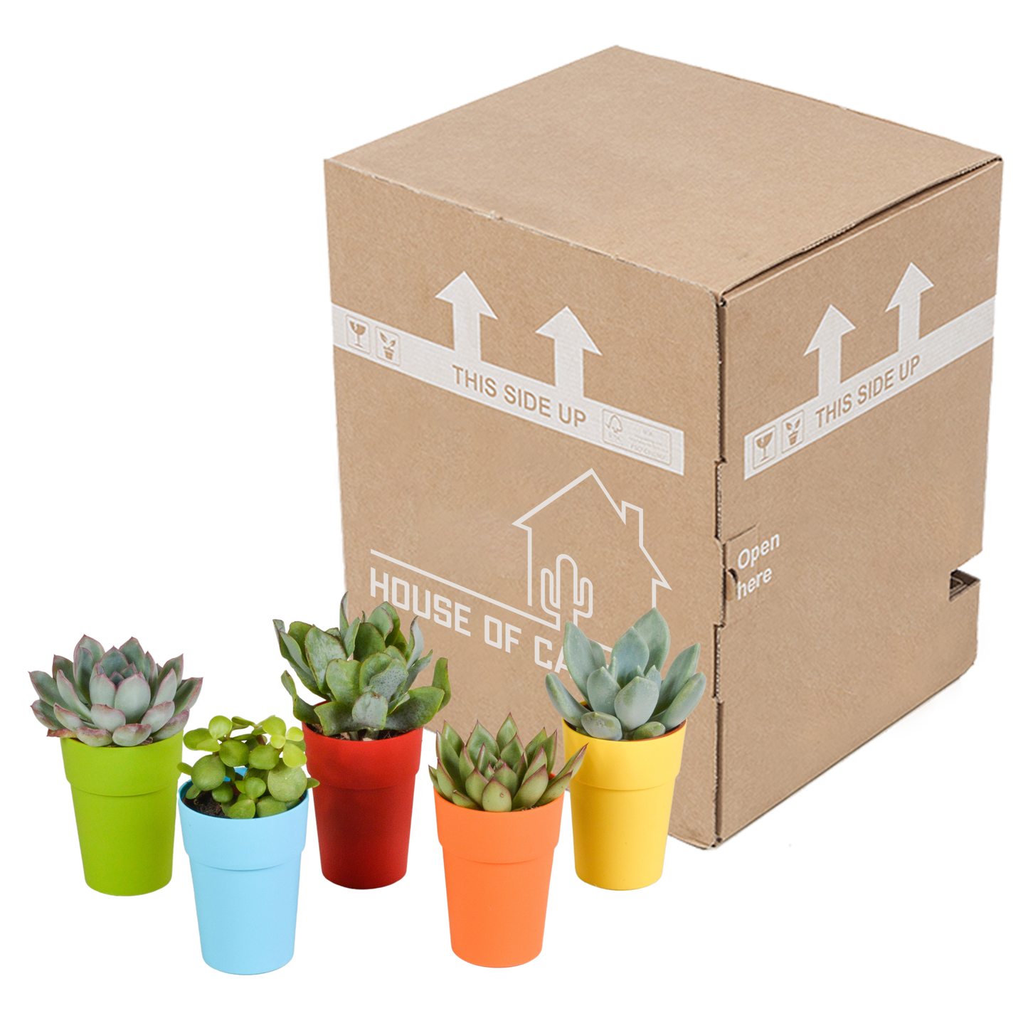 Vetplanten-Mischung 5,5 cm - 5x - in gekleurde plasticpot