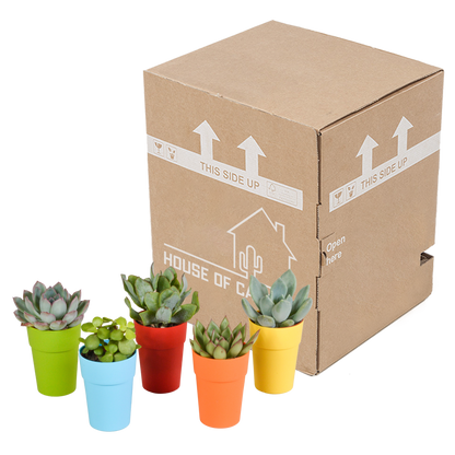 Vetplanten-Mischung 5,5 cm - 5x - in gekleurde plasticpot