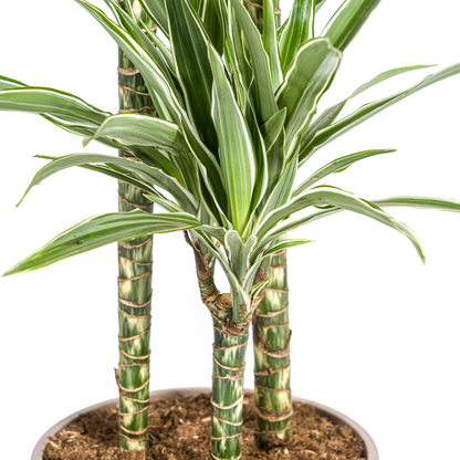 Dracaena Deremensis White Stripe mit Korb Ø24cm - ↕130 - 150cm