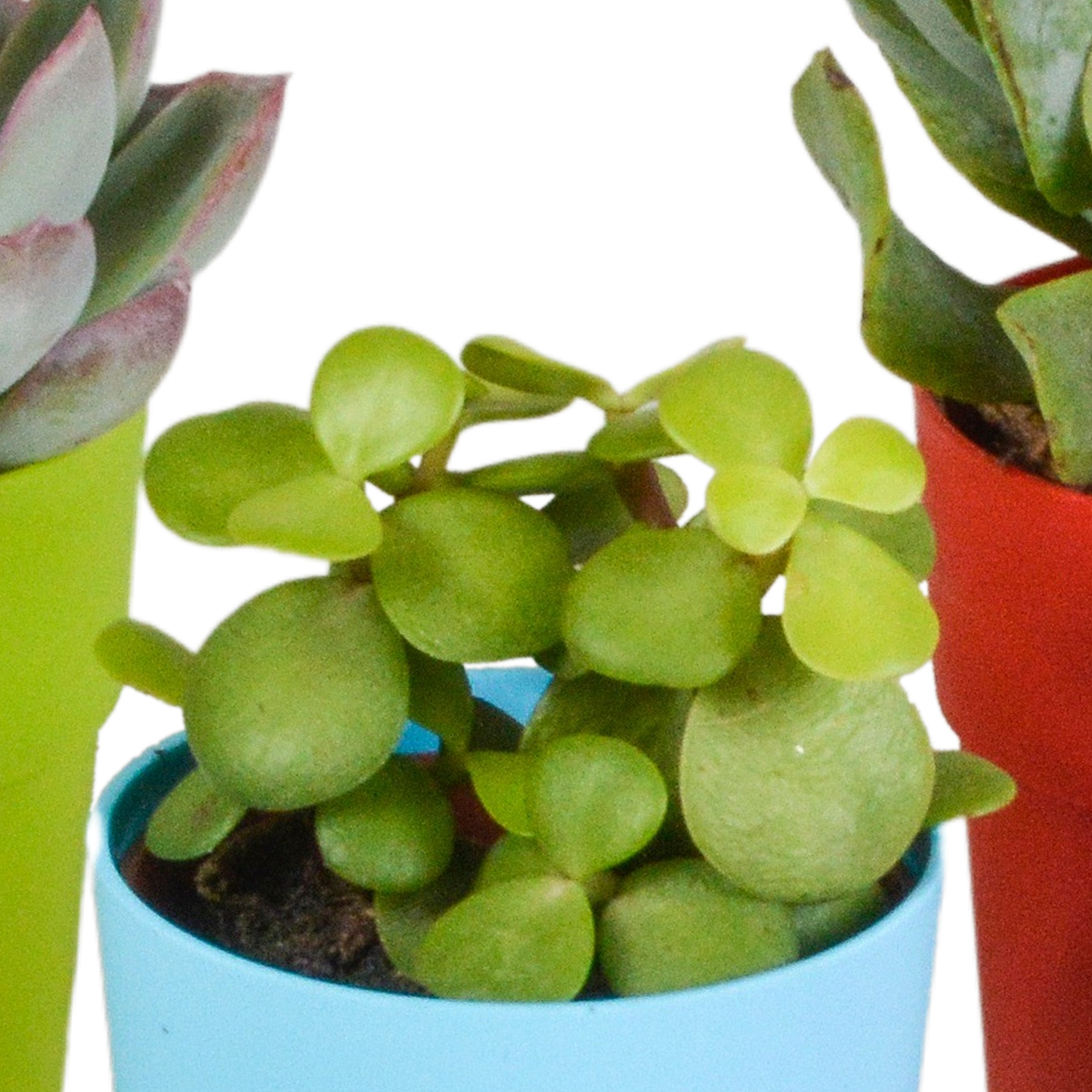 Vetplanten-Mischung 5,5 cm - 5x - in gekleurde plasticpot