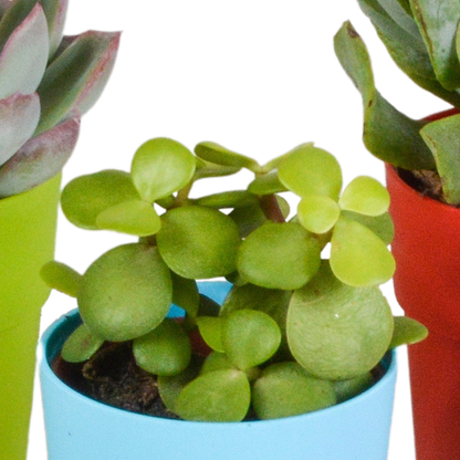 Vetplanten-Mischung 5,5 cm - 5x - in gekleurde plasticpot