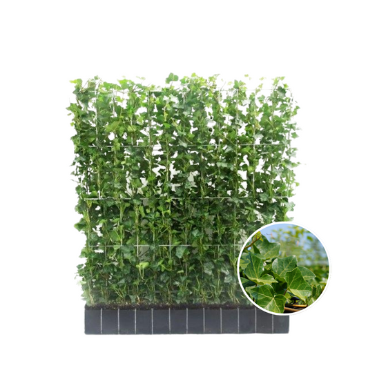 Hedera Hibernica - Efeu - Fertighecke - ↨120 cm